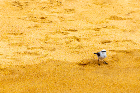 Black and white tropical bird on beach sand by the coast on Ilha Grande Big Island Angra dos Reis State of Rio de Janeiro Brazil.の写真素材