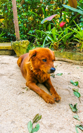 Cute stray dog relaxes and lies on the beach sand in tropical nature.の写真素材