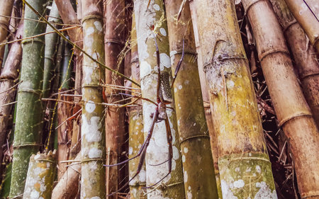 Giant orb weaver spider in a spider web in the bamboo forest jungle rainforest on Ilha Grande, Angra dos Reis, State of Rio de Janeiro, Brazil.の写真素材
