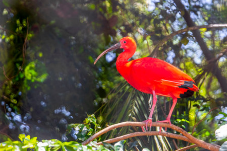 Scarlet Ibis red bird birds in tropical nature rainforest jungle and park in Foz do Iguacu State of Parana Brazil.の写真素材