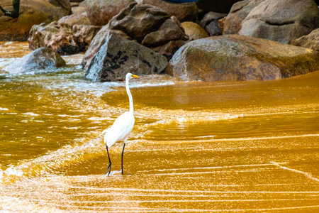 Great white heron egret standing at the beach water on sand on Ilha Grande Angra dos Reis State of Rio de Janeiro Brazil.の写真素材