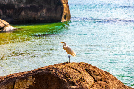Great white heron egret standing at the beach water on sand.の写真素材