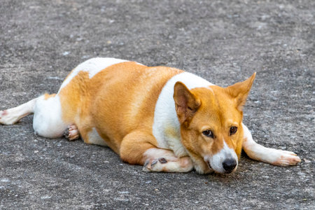 Stray dog relaxes outside on the ground in Patong Beach Kathu District Phuket Island Province Southern Thailand in Southeast Asia.の写真素材