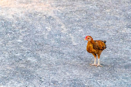 Chicken family rooster hen and children chicks in the garden in Patong Beach Kathu District Phuket Island Province Southern Thailand in Southeast Asia.の写真素材