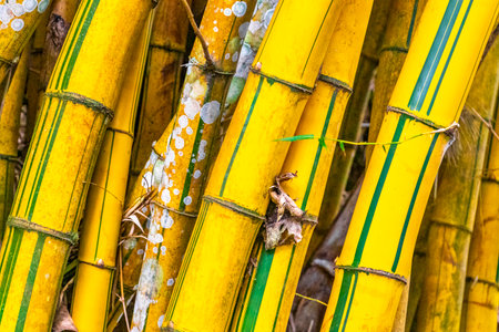 Green yellow bamboo tree trees in tropical forest jungle rainforest in the mountains.の写真素材