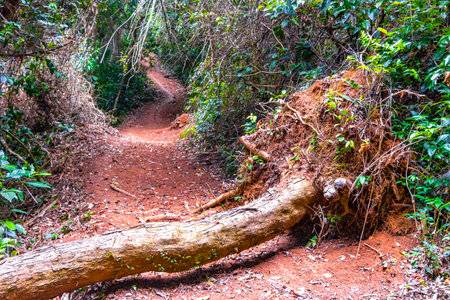 Tropical jungle rainforest nature with broken uprooted trees and landslide after storm on Ilha Grande Big Island Angra dos Reis State of Rio de Janeiro Brazil.の写真素材
