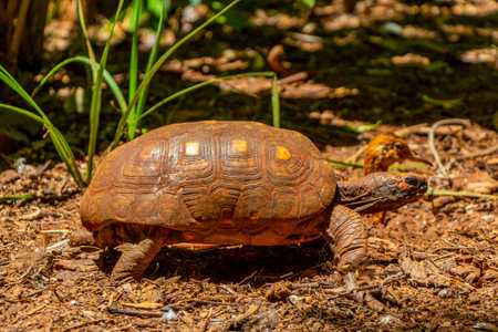 Chaco tortoise turtle Argentine Patagonian southern wood turtles in tropical nature forest jungle in...