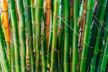 Green yellow bamboo tree trees in tropical forest jungle rainforest in the mountains on Ilha Grande Big Island Angra dos Reis State of Rio de Janeiro Brazil.