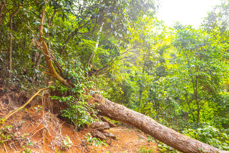Tropical jungle rainforest nature with broken uprooted trees and landslide after storm on Ilha...