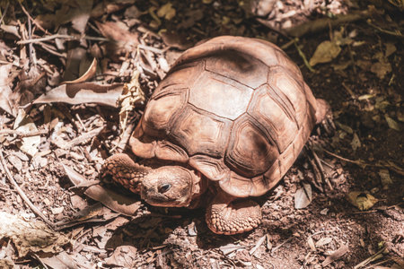 Chaco tortoise turtle Argentine Patagonian southern wood turtles in tropical nature forest jungle in...