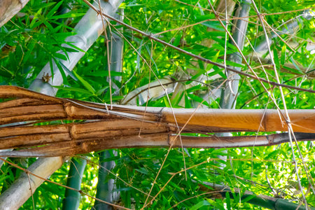 Old broken bamboo tree branch branches with moss in tropical forest jungle rainforest in the mountains.の写真素材