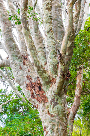 Tropical silver colorful gray eucalyptus tree in the rainforest jungle on Ilha Grande Big Island Angra dos Reis State of Rio de Janeiro.の写真素材