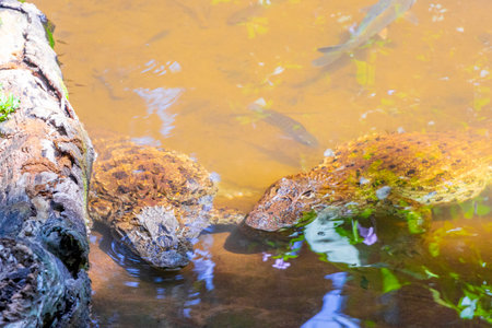 Large crocodile alligator alligators by the river water pond lake in tropical nature in Foz do Iguacu Parana Brazil.の写真素材