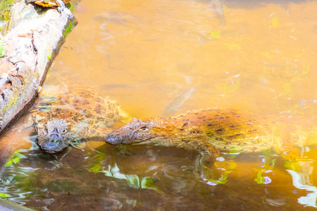 Large crocodile alligator alligators by the river water pond lake in tropical nature in Foz do Iguacu State of Parana Brazil.の写真素材