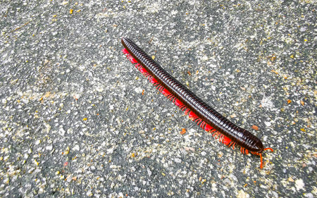 A large black and red millipede crawls across the floor in Patong Beach Kathu District Phuket Island Province Southern Thailand in Southeast Asia.の写真素材