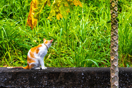 Orange white cat kitty on a wall at a papaya tree in green nature in Patong Beach Kathu District Phuket Island Province Southern Thailand in Southeast Asia.の写真素材