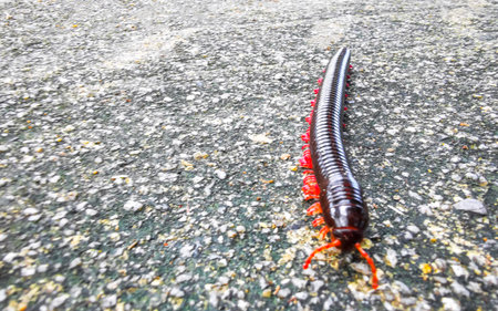 A large black and red millipede crawls across the floor in Patong Beach Kathu District Phuket Island Province Southern Thailand in Southeast Asia.の写真素材