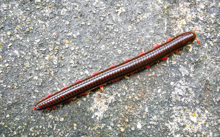 A large black and red millipede crawls across the floor in Patong Beach Kathu District Phuket Island Province Southern Thailand in Southeast Asia.の写真素材