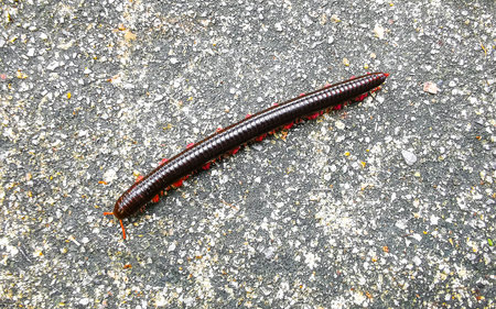 A large black and red millipede crawls across the floor in Patong Beach Kathu District Phuket Island Province Southern Thailand in Southeast Asia.の写真素材