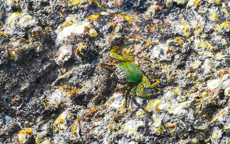 Green crab eating moss on a rock at the beach in Patong Beach, Kathu District, Phuket Island, Thailand.の写真素材