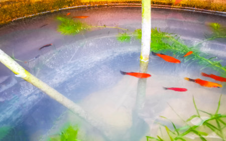 Guppy orange gold fish fishes in water lily zen plant flower pot pond in Patong Beach Kathu District...