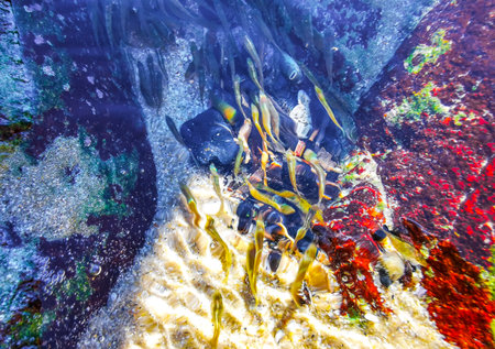 Small fish swimming between rocky lakes at the beach shore coast in Patong Beach Kathu District...
