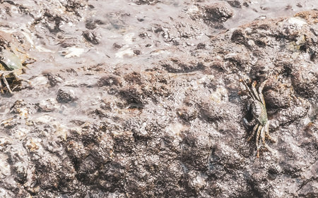 Green crab on rock at the beach water and waves.の写真素材