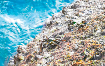 Green crab crabs on rock rocks at the beach water and waves in Patong Beach Kathu District Phuket...