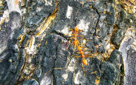 Red fire ants ant insect insects climbing around on tropical tree bark in Patong Beach Kathu...