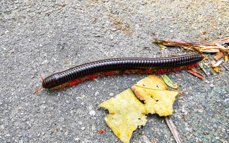 A large black and red millipede crawls across the floor in Patong Beach Kathu District Phuket Island...