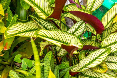 Red purple pink white and green plants plant leaf leaves sprinkled with dots spots in tropical garden pot pots park and exotic nature in Patong Beach Kathu Phuket Island Southern Thailand.の写真素材