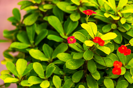 Red purple and pink blossom blossoms flower flowers and plants plant in tropical garden pot pots park and exotic nature in Patong Beach Kathu District Phuket Island Province Southern Thailand.の写真素材