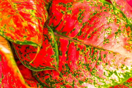 Red purple pink white and green plants plant leaf leaves sprinkled with dots spots in tropical...