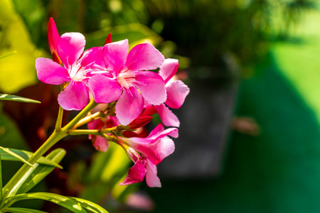 Red purple and pink blossom blossoms flower flowers and plants plant in tropical garden pot pots...