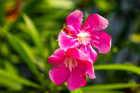 Red purple and pink blossom blossoms flower flowers and plants plant in tropical garden pot pots...