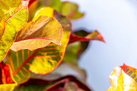 Red purple and orange leaf leaves flower flowers and plants plant in tropical garden pot pots park...