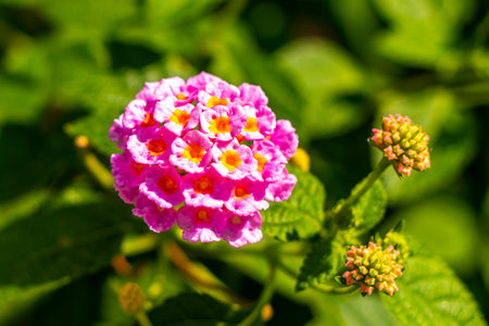 Purple pink white and yellow blossom blossoms flower flowers and plants plant in tropical garden pot pots park and exotic nature in Patong Beach Kathu District Phuket Island Province Southern Thailand.の写真素材