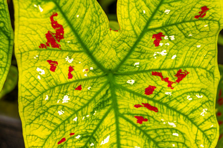 Red purple pink white and green plants plant leaf leaves sprinkled with dots spots in tropical...