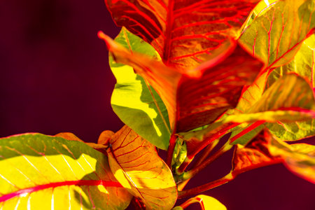 Red purple and orange leaf leaves flower flowers and plants plant in tropical garden pot pots park...