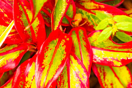 Red purple pink white and green plants plant leaf leaves sprinkled with dots spots in tropical...