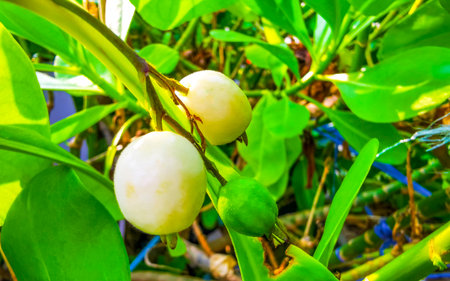 White and yellow little tiny small flower flowers and plants plant bush in tropical coastal garden...