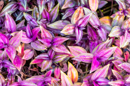 Red purple and pink leaf leaves flower flowers and plants plant in tropical garden pot pots park and exotic nature in Patong Beach Kathu District Phuket Island Province Southern Thailand in Southeast Asia.の写真素材