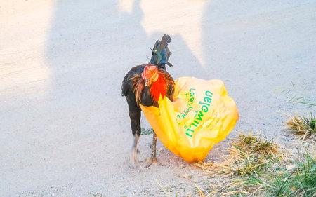 Poor chicken rooster animal bird caught in trash garbage plastic bag the wildlife pollution in Patong Beach Kathu District Phuket Island Province Southern Thailand in Southeast Asia.のeditorial素材