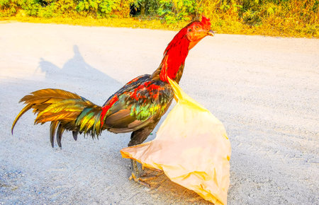 Chicken rooster animal bird with plastic bag highlighting the issue of wildlife pollution in Patong...