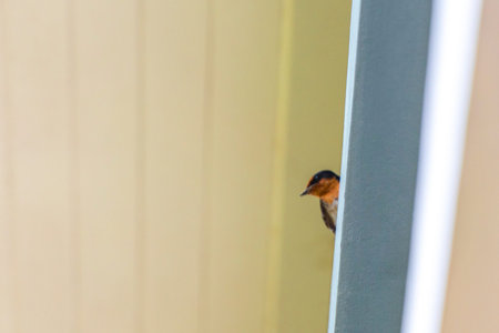Red gray and black swallow bird sitting on the wall roof of a building in Patong Beach Kathu District Phuket Island Province Southern Thailand in Southeast Asia.の写真素材