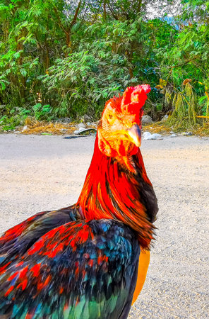 Chicken rooster animal bird looking looks funny fun into the camera in Patong Beach Kathu District Phuket Island Province Southern Thailand in Southeast Asia.の写真素材
