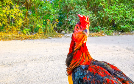 Chicken rooster animal bird looking looks funny fun crazy strange into the camera in Patong Beach Kathu District Phuket Island Province Southern Thailand in Southeast Asia.の写真素材