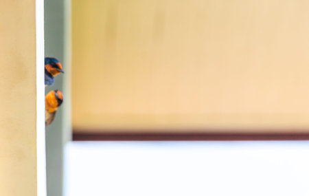 Red gray and black swallow bird sitting on the wall roof of a building in Patong Beach Kathu District Phuket Island Province Southern Thailand in Southeast Asia.の写真素材