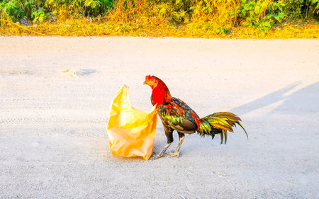 Chicken rooster animal bird in trash garbage plastic bag at Patong Beach Kathu District Phuket Island Province Southern Thailand in Southeast Asia.の写真素材