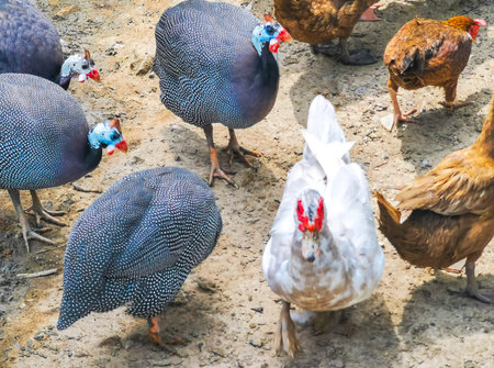 Helmeted guinea fowl chicken rooster duck ducks goose geese bird birds flock group together feed eat feeding eating pick picking on farm in Patong Beach Kathu Phuket Island Thailand.の写真素材